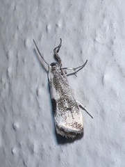 Microcrambus