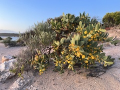 Acacia anceps
