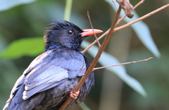 Hypsipetes leucocephalus