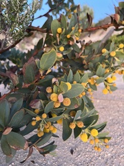 Acacia anceps