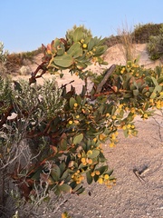 Acacia anceps