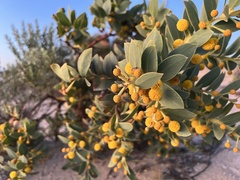 Acacia anceps