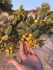 Acacia anceps