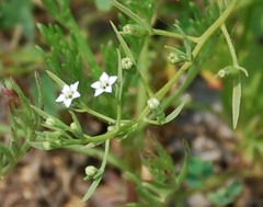 Thesium ramosum