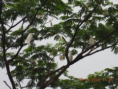 Cacatua goffiniana × Cacatua sulphurea