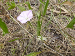 Convolvulus remotus