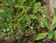 Thesium ramosum