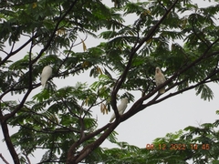 Cacatua goffiniana × Cacatua sulphurea