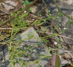Thesium ramosum