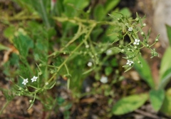 Thesium ramosum