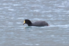Fulica gigantea