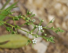 Thesium ramosum