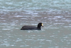 Fulica gigantea