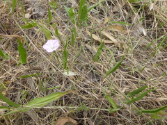 Convolvulus remotus