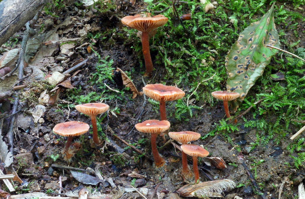 Lactarius neotabidus