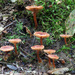Lactarius neotabidus - Photo (c) tombigelow, some rights reserved (CC BY-NC), uploaded by tombigelow