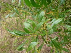 Dodonaea viscosa spatulata