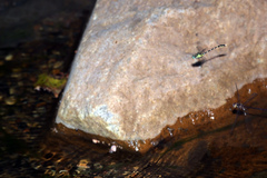 Austrocordulia refracta