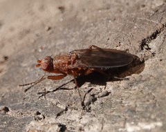 Schroederella iners