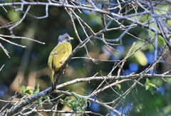 Spizixos semitorques