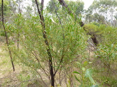 Dodonaea viscosa spatulata