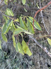 Prunus amygdalus
