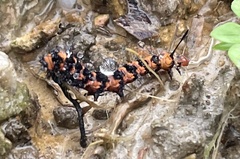 Nyctemera lacticinia