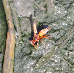 Antodynerus radialis