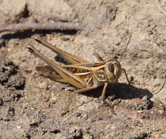 Eyprepocnemis plorans