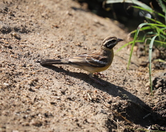 Emberiza flaviventris