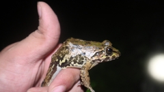 Limnonectes leporinus