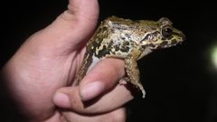 Limnonectes leporinus