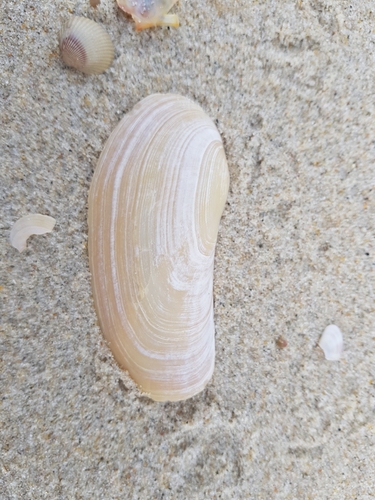 Oblong Otter-shell