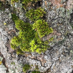 Orthotrichaceae