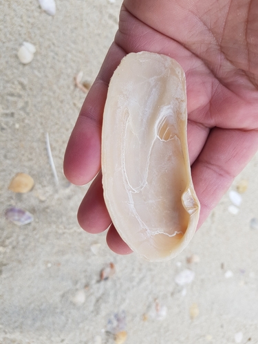 Oblong Otter-shell