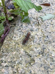 Nyctemera lacticinia