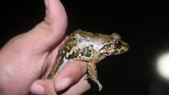 Limnonectes leporinus