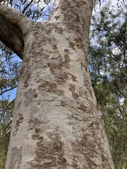 Eucalyptus racemosa