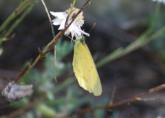 Eurema smilax