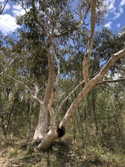 Eucalyptus racemosa
