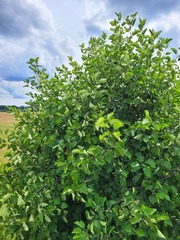 Crataegus submollis