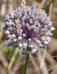 Allium ampeloprasum