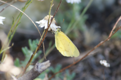 Eurema smilax