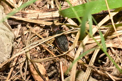 Carabus nankotaizanus