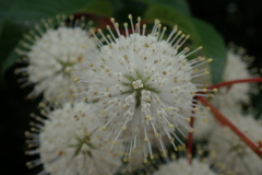 Cephalanthus tetrandra