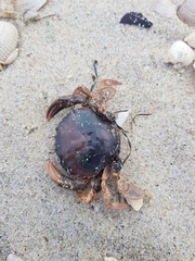 Polybius henslowii