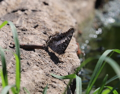 Charaxes achaemenes