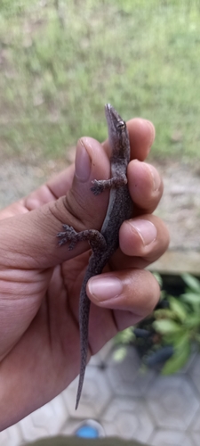 Hemidactylus frenatus