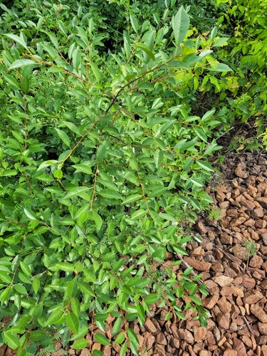 Prunus cerasus