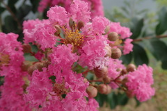 Lagerstroemia